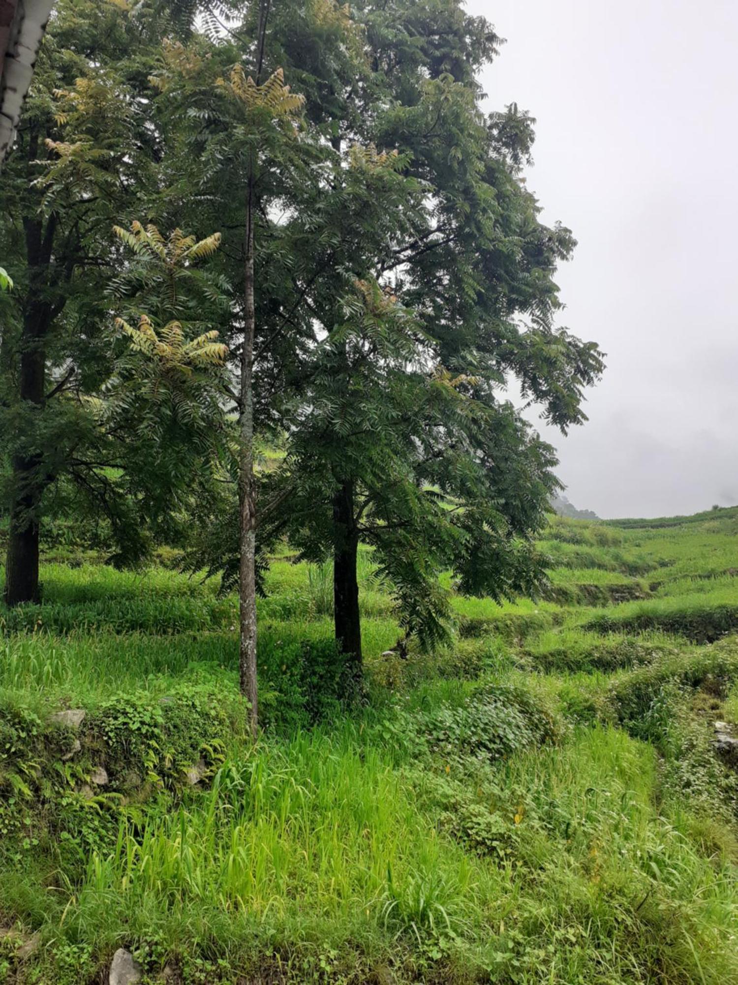 Lake Haven Resort, Sari, Chopta Luaran gambar